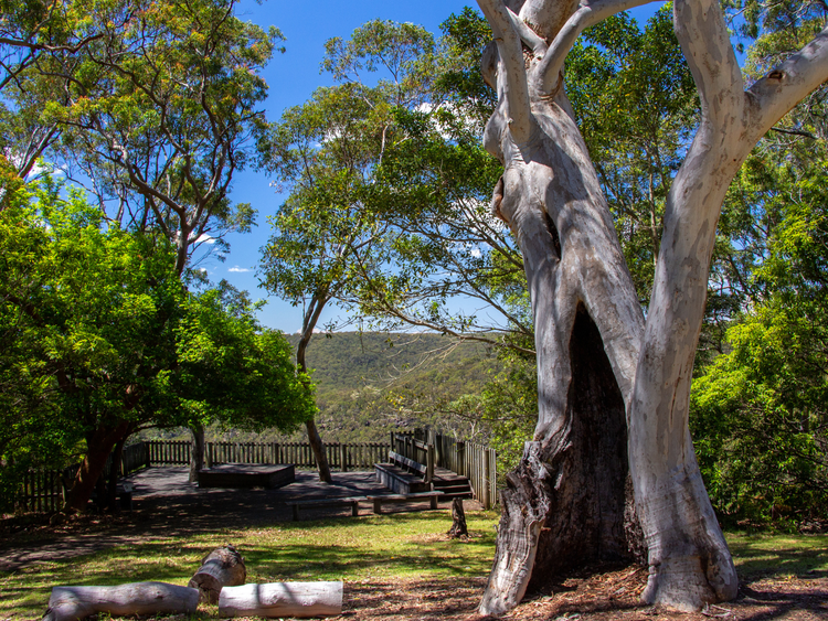 Scribly gum tree near lookout in Kalkari visitors centre