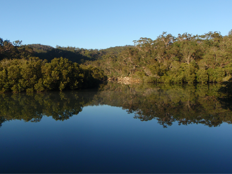 Reflection of bushland on Cockle creek